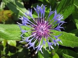 fleurs des champs, 4