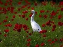 fleurs des champs, 5