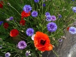 fleurs des champs, 6