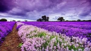 fleurs des champs, 7