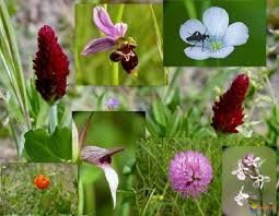fleurs des champs, 8