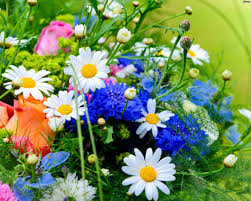 fleurs des champs, fleurs1