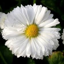 fleurs des champs, index