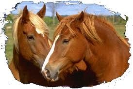 nature, cheval 3