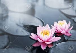 lotus, lotus 2