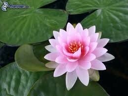 lotus, lotus 3