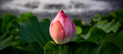 lotus, lotus 5