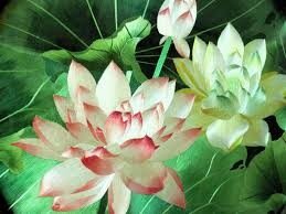 lotus, lotus 6