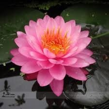 lotus, lotus 8