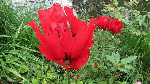 Giverny, IMG_5304
