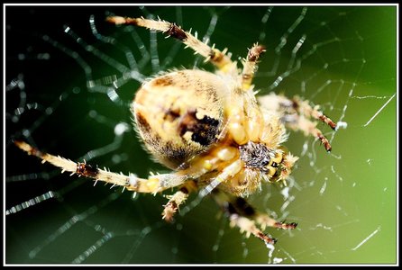 Insectes bien de chez nous..., Insecte 01