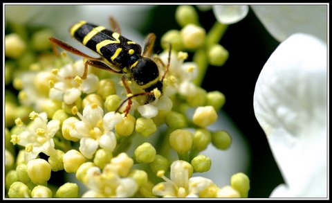 Insectes bien de chez nous..., Insecte 03