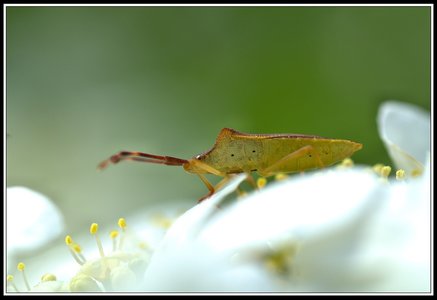 Insectes bien de chez nous..., Insecte 04