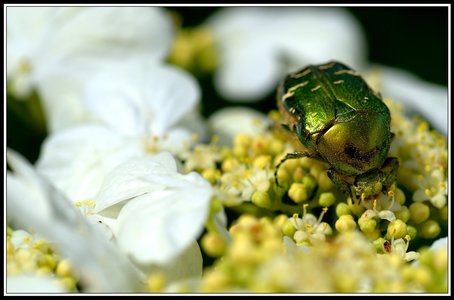 Insectes bien de chez nous..., Insecte 05