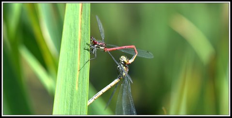 Insectes bien de chez nous..., Insecte 07