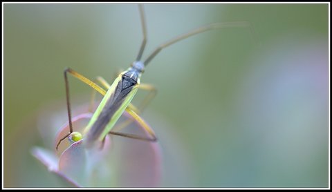 Insectes bien de chez nous..., Insecte 09