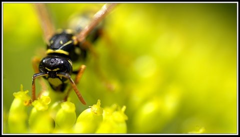 Insectes bien de chez nous..., Insecte 10