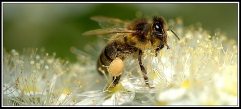 Insectes bien de chez nous..., Insecte 11