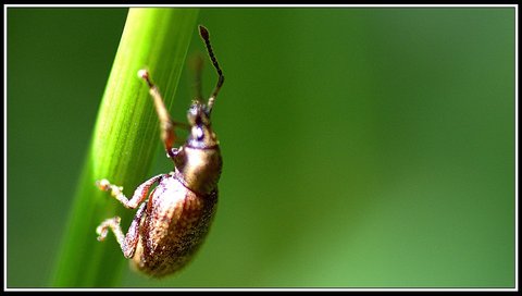 Insectes bien de chez nous..., Insecte 12