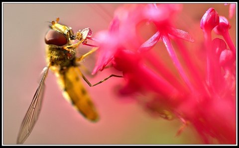 Insectes bien de chez nous..., Insecte 13