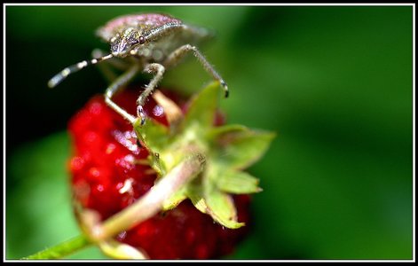 Insectes bien de chez nous..., Insecte 14