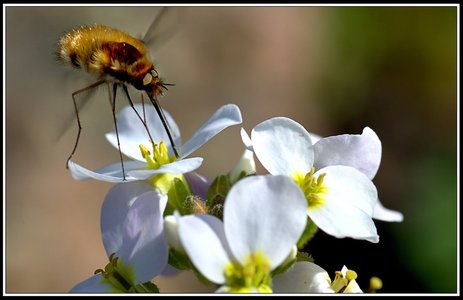 Insectes bien de chez nous..., Insecte 15