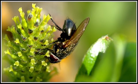 Insectes bien de chez nous..., Insecte 16