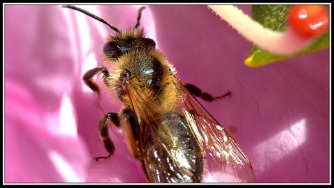 Insectes bien de chez nous..., Insecte 17