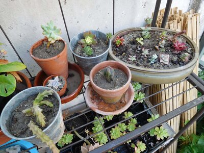 Jardinage, paule_plantes_toulouse
