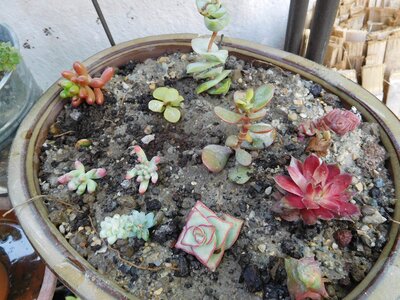 Jardinage, paule_plantes_toulouse2