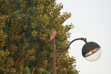 chouettes, chouettes00001