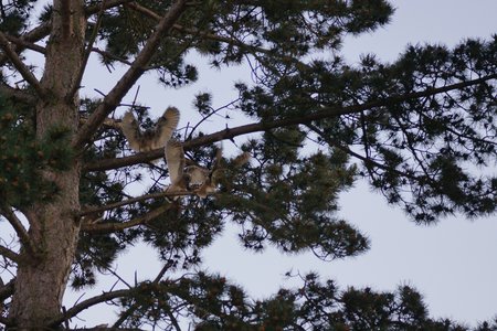 chouettes, chouettes00006