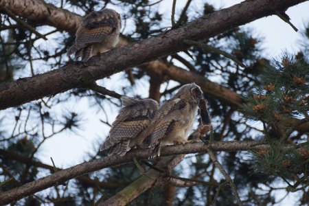 chouettes, chouettes00007