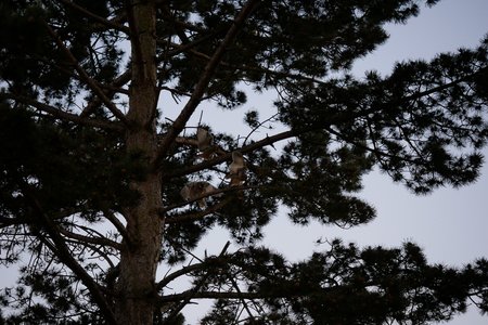 chouettes, chouettes00013