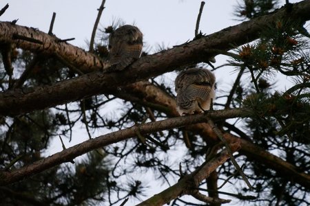 chouettes, chouettes00015