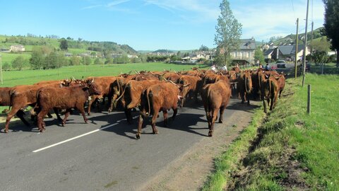 Allanche - Fête de l'estive, IMG_1626