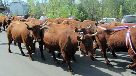 Allanche - Fête de l'estive, IMG_1639