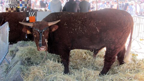 Allanche - Fête de l'estive, IMG_1659