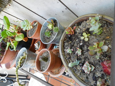 Jardinage, paule_plantes_toulouse3