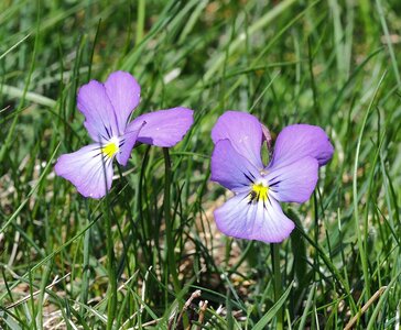 Randonnée du 28/05/2017 au Bonnet de Calvin, P5280043  Copier 