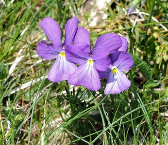 Randonnée du 28/05/2017 au Bonnet de Calvin, P5280046  Copier 