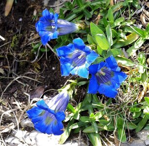 Randonnée du 28/05/2017 au Bonnet de Calvin, P5280062  Copier 