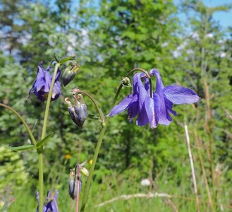 Randonnée du 28/05/2017 au Bonnet de Calvin, P5280084  Copier 