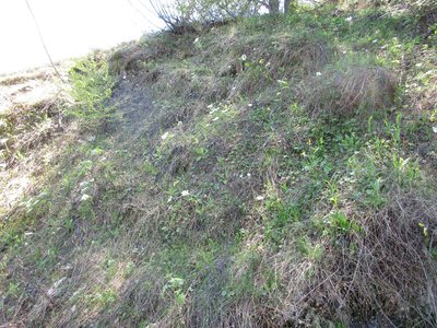 Randonnée du 17 /05/2017 aux Chalets de Brunissard-Risoul, IMG_0369