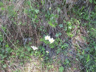 Randonnée du 17 /05/2017 aux Chalets de Brunissard-Risoul, IMG_0368