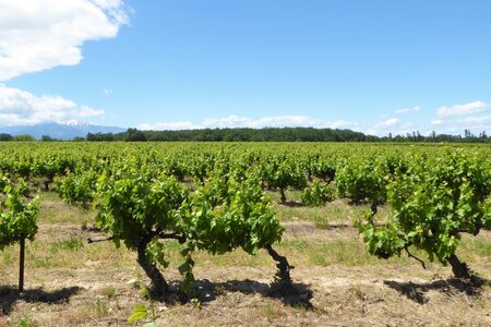 Roussillon1, P1010754