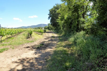 Roussillon1, P1010758
