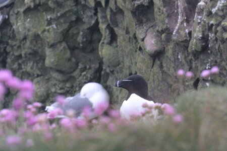 Shetland Mai 2017, IMG_4641