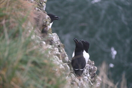 Shetland Mai 2017, IMG_4651