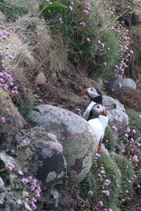 Shetland Mai 2017, IMG_4681